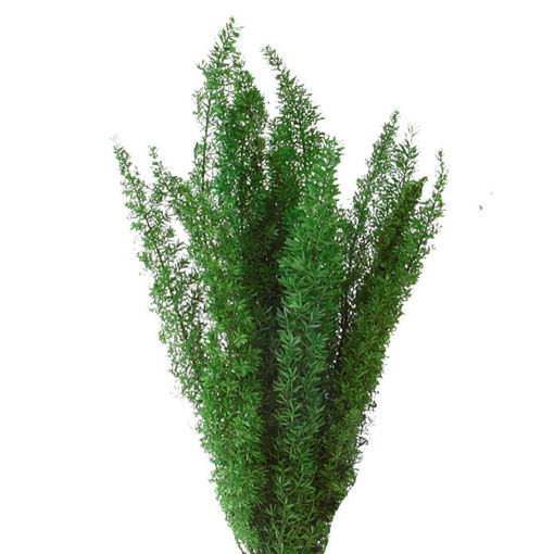 Picture of Asparagus Densiflorus Meyers