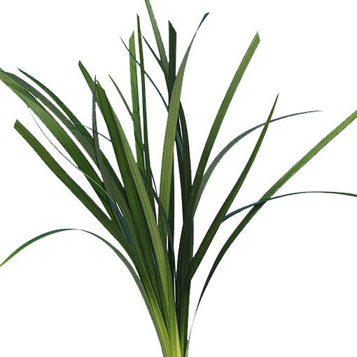 Picture of Lily Grass