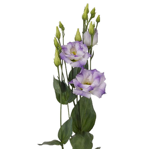 Picture of LIsianthus Blue Flash