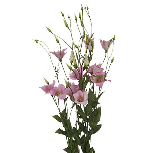 LIsianthus Botanical PInk | Cut Lisianthus | Flower Suppliers Wholesale ...
