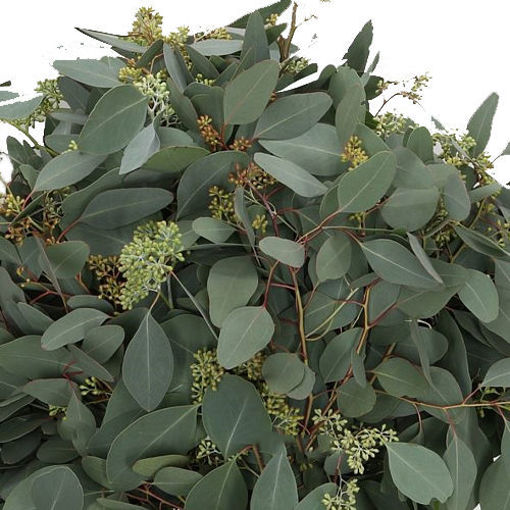 Picture of Eucalyptus Populus with Berries short