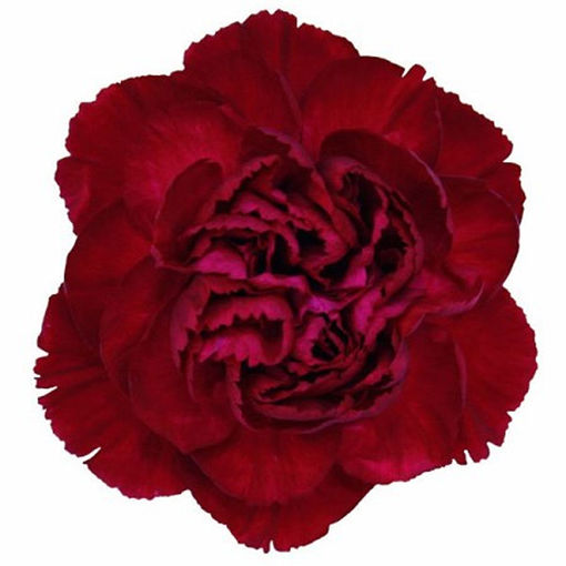 Picture of Carnation Crimson Tempo