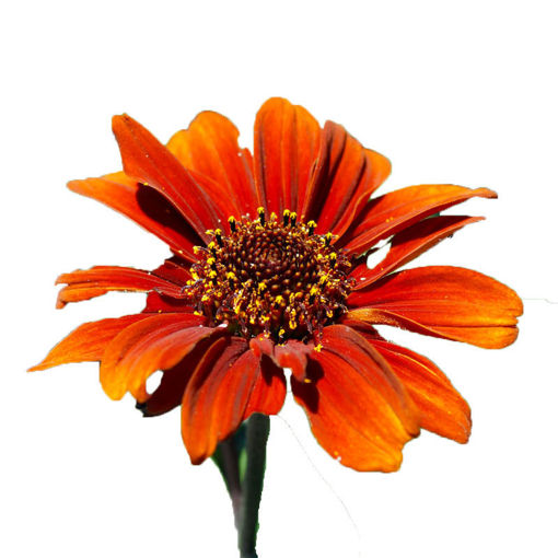 Picture of Heliopsis Red Shades