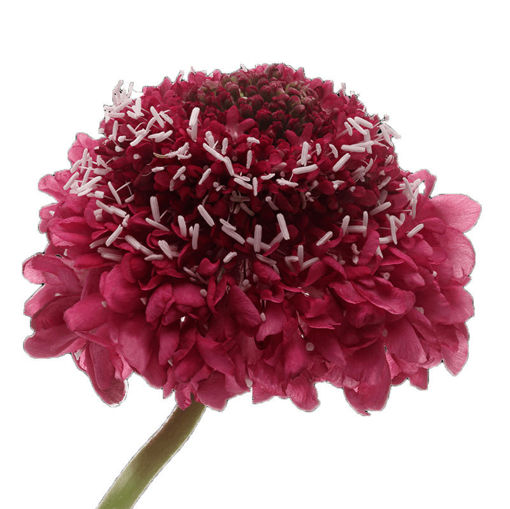 Picture of Scabiosa Hot Pink Scoop