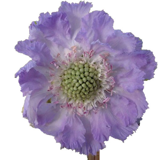 Picture of Scabiosa Mid Summer River