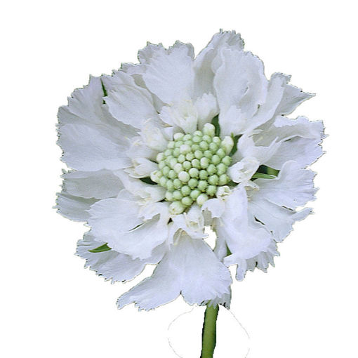 Picture of Scabiosa Mid Summer Snow