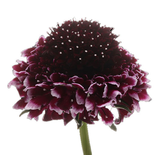 Picture of Scabiosa Sweet Cherry