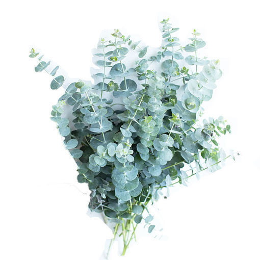 Picture of Eucalyptus baby Blue