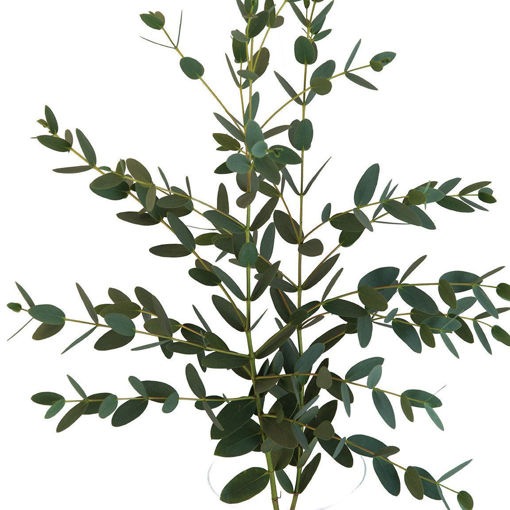 Picture of Eucalyptus Parvi -  bunch