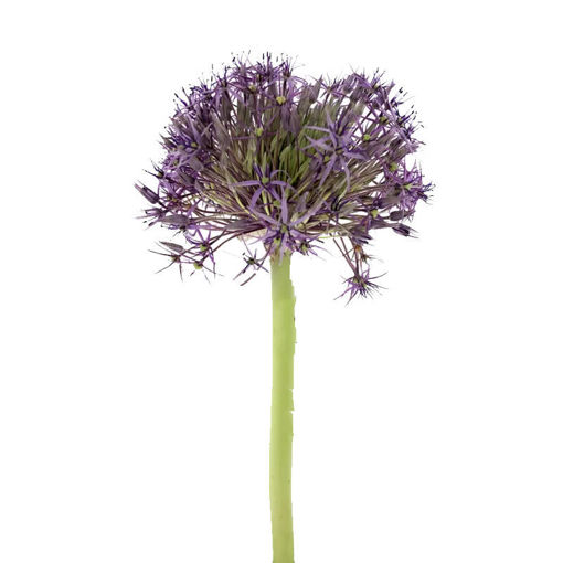 Picture of Allium Cristophii
