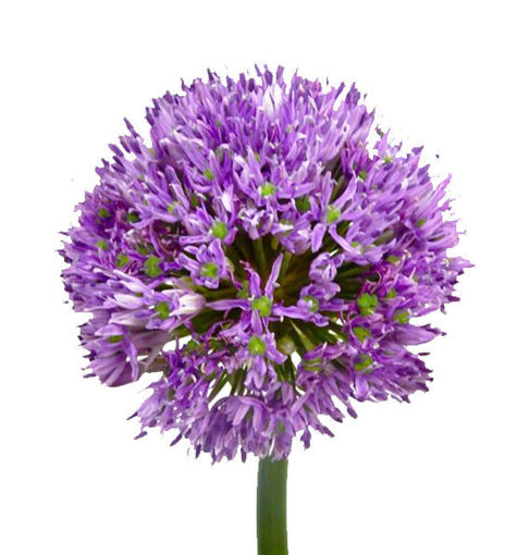 Picture of Allium Violet Beauty