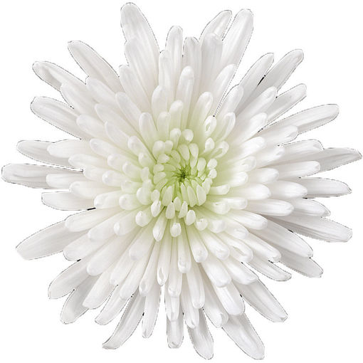 Picture of Chrysant. Disbud Topspin