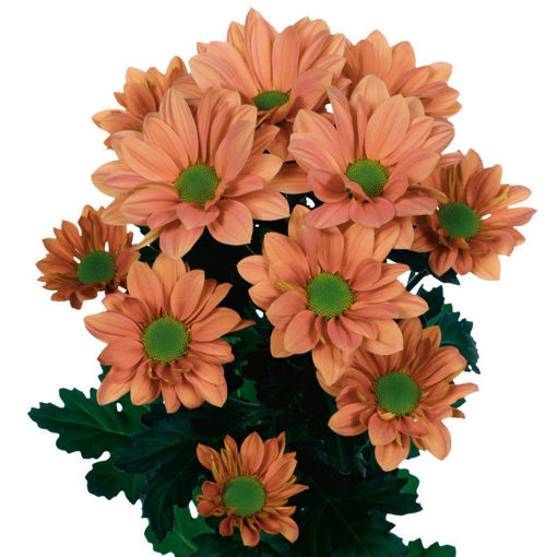 Picture of Chrysant. Spray Grand Salmon