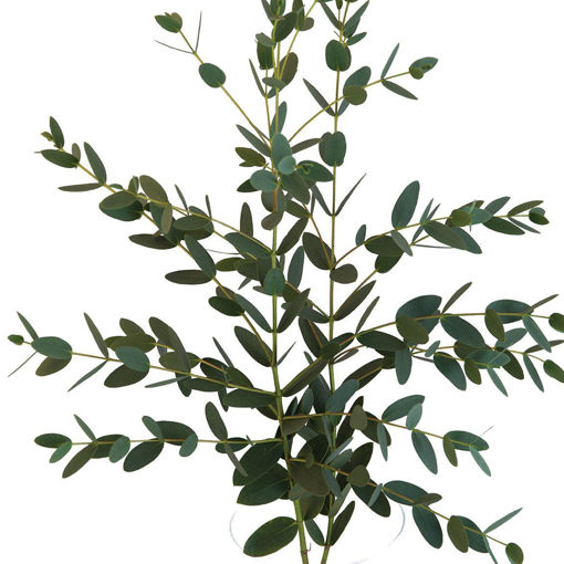 Picture of Eucalyptus Parvi - 400gm