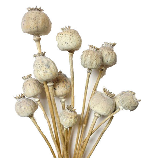 Picture of Dried Natural Poppies