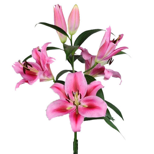 Picture of Lillium Oriental Trocadero