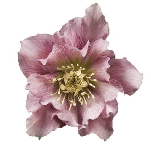 Picture of Helleborus Ellen Pink