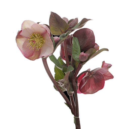 Picture of Helleborus Penny's Pink