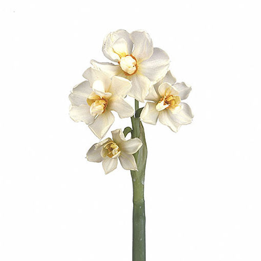Picture of Narcissus Tazetta Abba