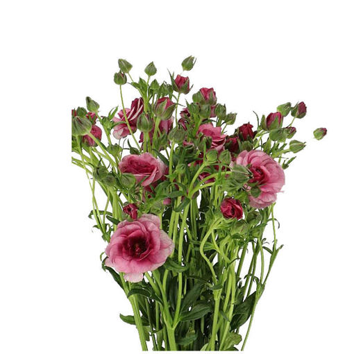 Picture of Ranunculus Romance Loubeyres