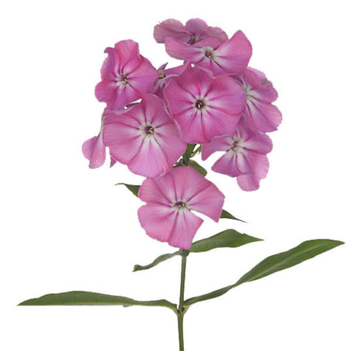 Picture of Phlox Pink Eyes