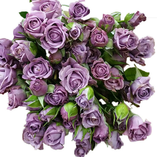 Picture of Rose Spray Purple Symphony