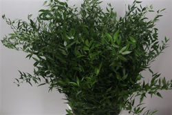 Ruscus Soft Italian Bunch | Wholesale Cut Flowers Direct