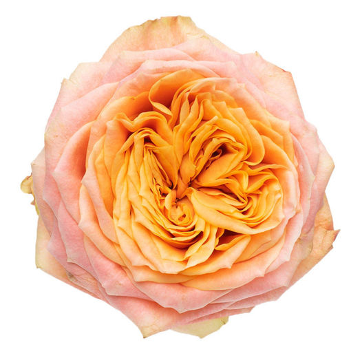 Picture of Rose Peach Funky