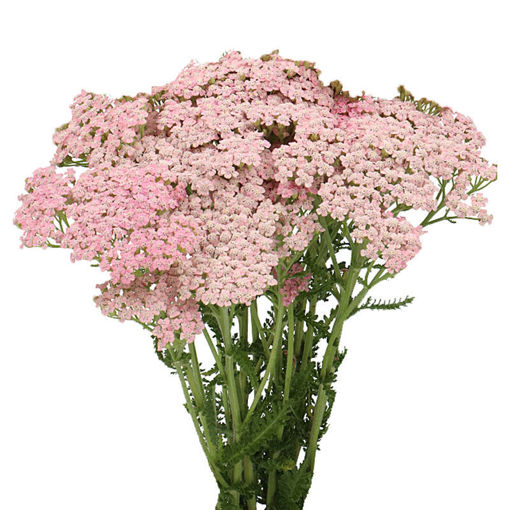 Picture of Achillea Pink Lady