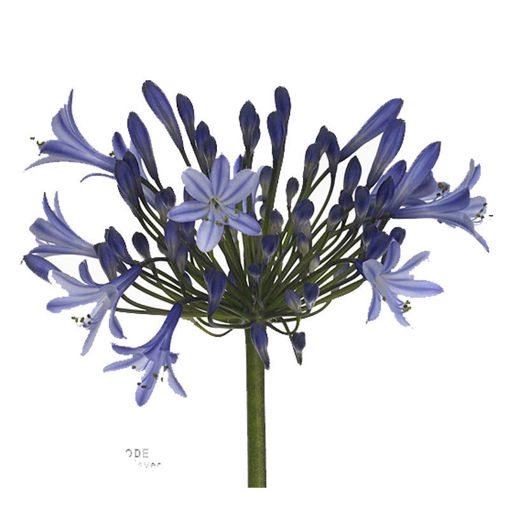 Picture of Agapanthus Dr Brouwer Light Blue