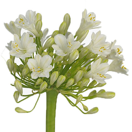 Picture of Agapanthus White Grace