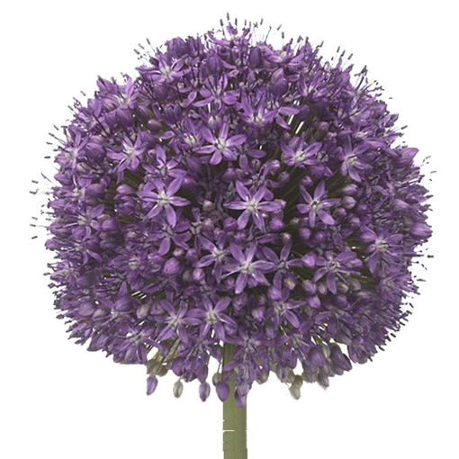 Picture of Allium Ambassador