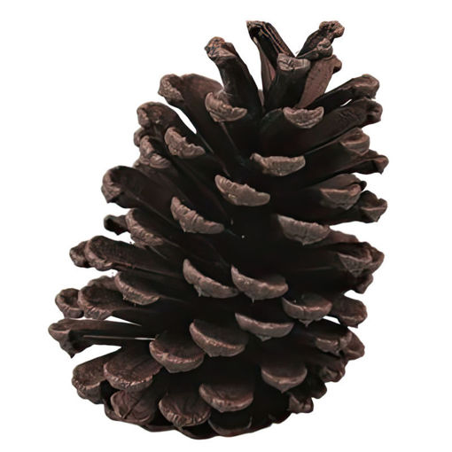 Picture of Pinecone | Natural | 17cm