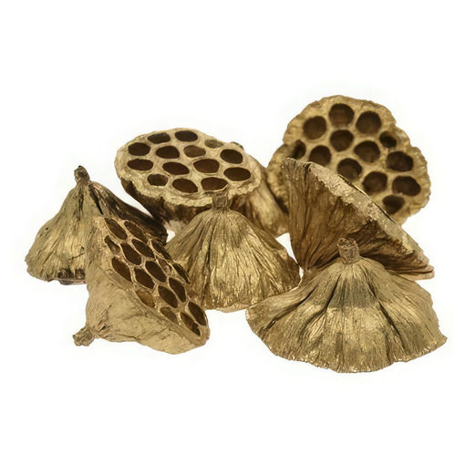 Picture of Large Gold Lotus Heads | 8-12cm