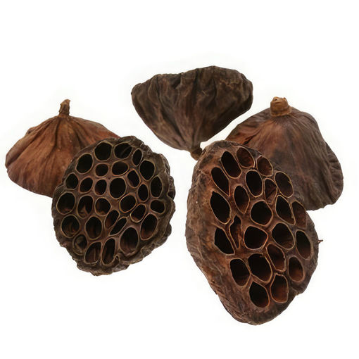 Picture of Large Lotus Heads | 8-12cm