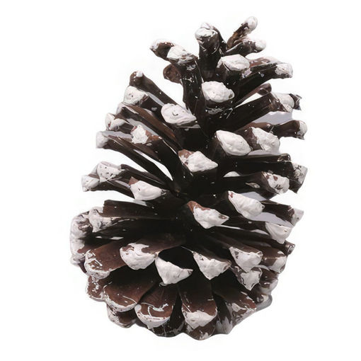 Picture of Pinecone | White Tipped | 17cm