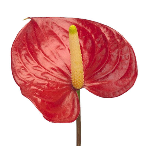 Picture of Anthurium Red Bull
