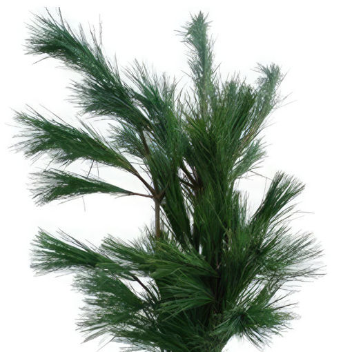 Picture of Pinus Strobus 80cm