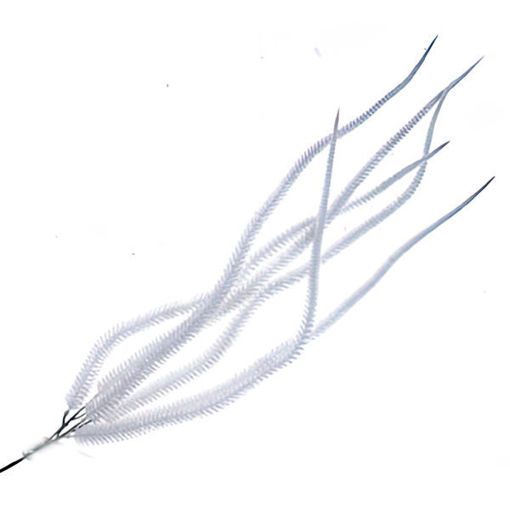 Picture of Stem Amaranthus White 82cm