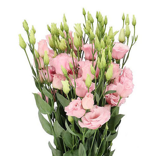 Picture of Lisianthus Lissane PInk