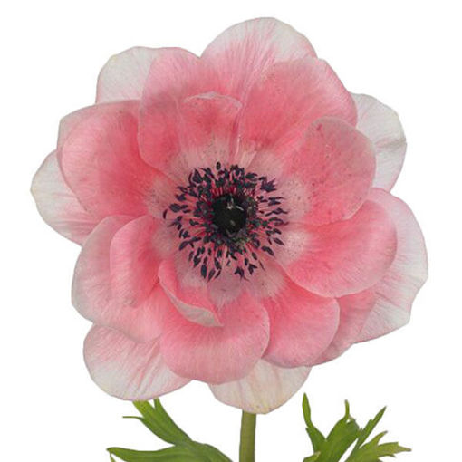 Picture of Anemone Mistral Pink