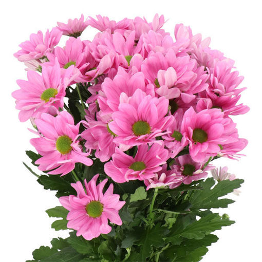 Picture of Chrysant. Spray Mayra
