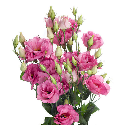 Picture of Lisianthus Cessna Pink