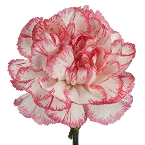 Picture of Carnation Bacarat Pink