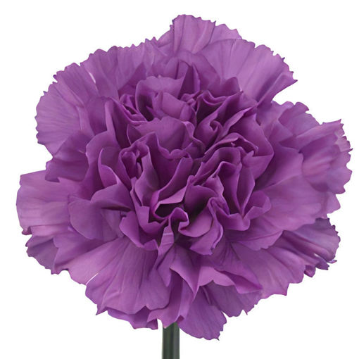 Picture of Carnation Moonlite