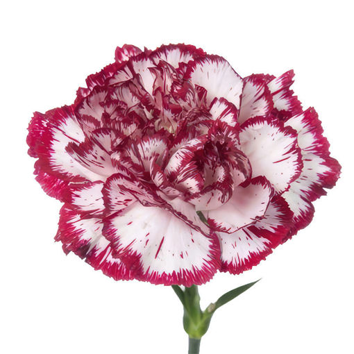 Picture of Carnation Bacarat