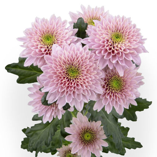Picture of Chrysant. Spray Sorbet Berry