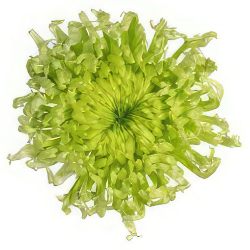 Picture of Chrysant. Disbud Antenna