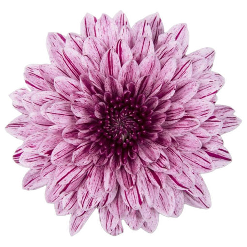 Picture of Chrysant. Disbud Pip