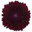 Picture of Chrysant. Disbud Poker